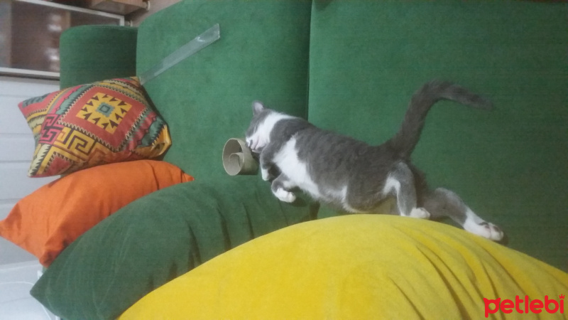 Tekir Kedi, Kedi  Duman fotoğrafı