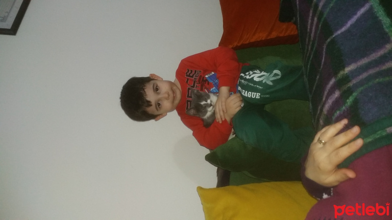 Tekir Kedi, Kedi  Duman fotoğrafı