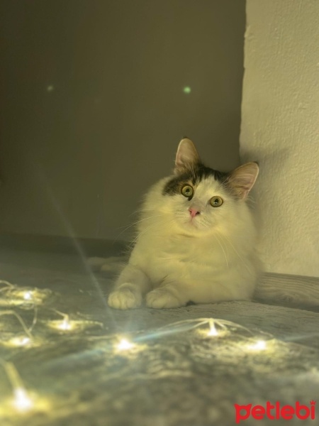 Tekir Kedi, Kedi  coni fotoğrafı