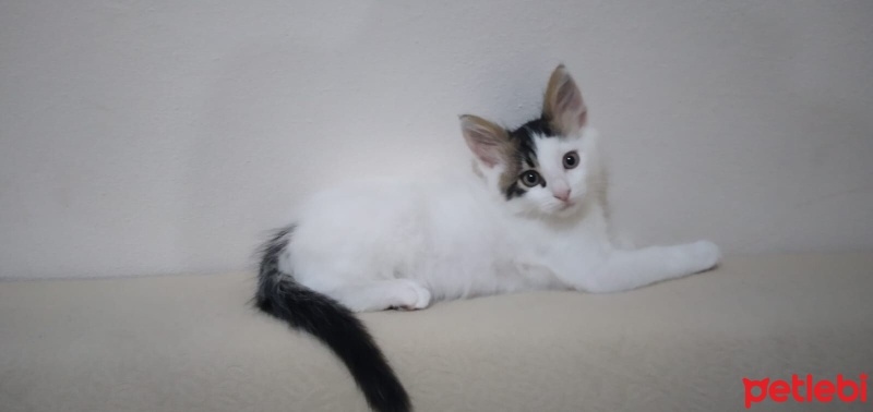 Tekir Kedi, Kedi  coni fotoğrafı