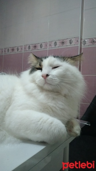 Tekir Kedi, Kedi  coni fotoğrafı