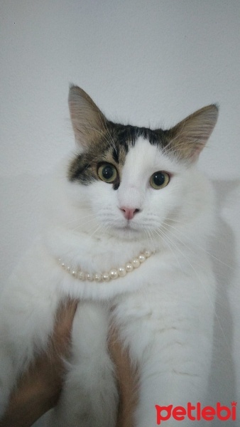 Tekir Kedi, Kedi  coni fotoğrafı
