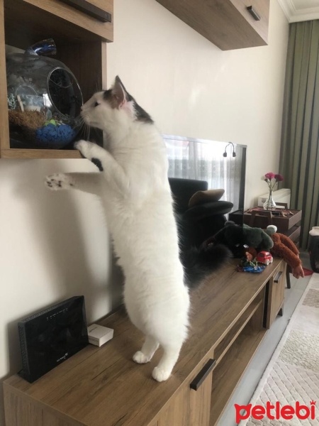 Tekir Kedi, Kedi  coni fotoğrafı