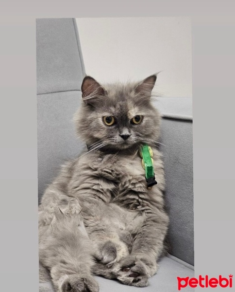British Shorthair, Kedi  Şişko fotoğrafı
