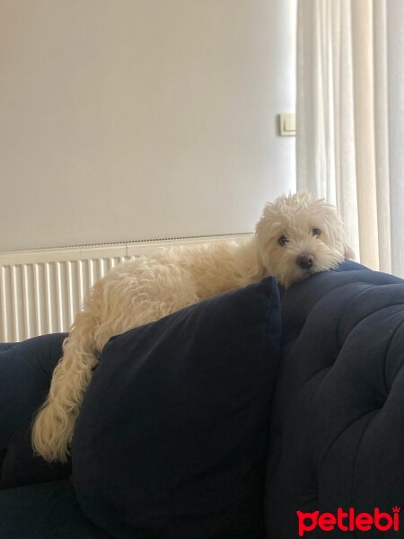 Maltese, Köpek  KÖPÜK fotoğrafı