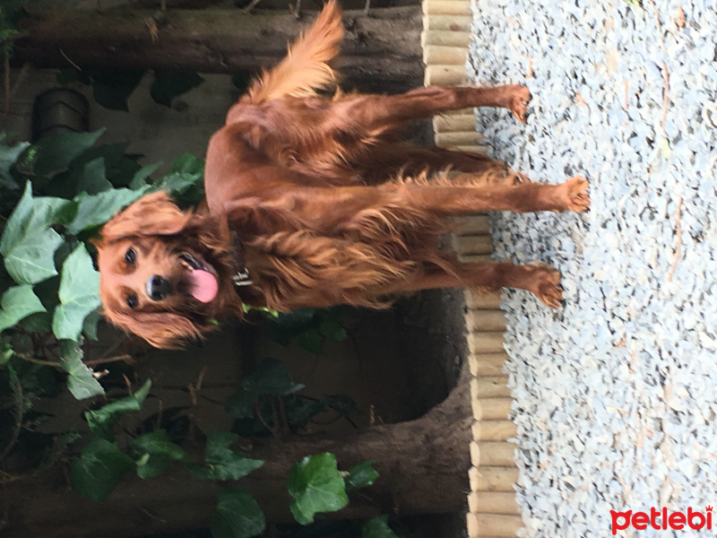 İrlandalı Setter, Köpek  Şurup fotoğrafı
