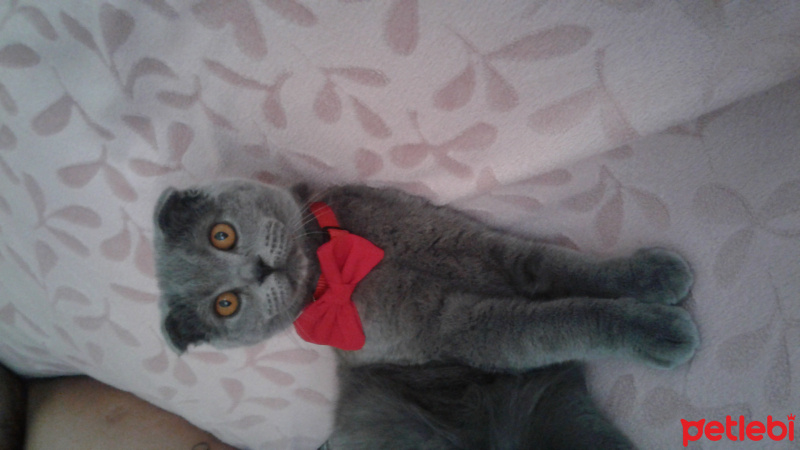 Scottish Fold, Kedi  Boz  fotoğrafı