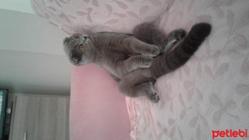 Scottish Fold, Kedi  Boz  fotoğrafı