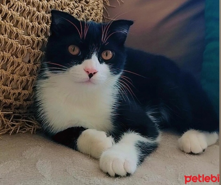 Scottish Fold, Kedi  Mimi fotoğrafı