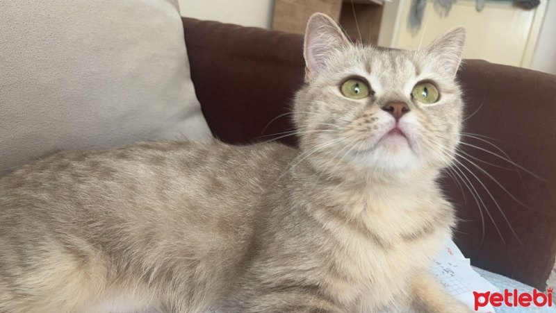 British Shorthair, Kedi  Latte fotoğrafı