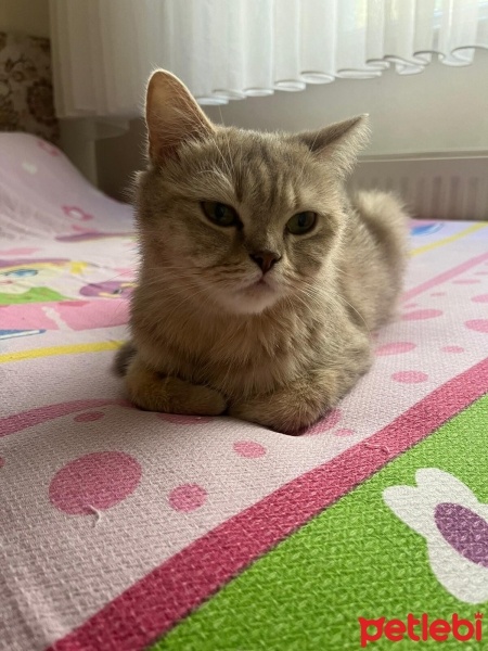 British Shorthair, Kedi  Latte fotoğrafı