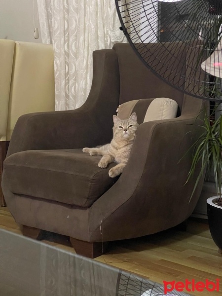 British Shorthair, Kedi  Latte fotoğrafı