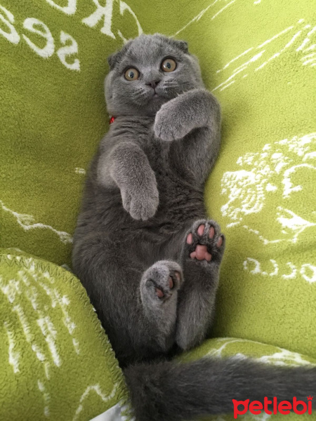 Scottish Fold, Kedi  Hera fotoğrafı