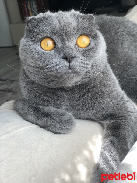 Scottish Fold, Kedi  Hera fotoğrafı