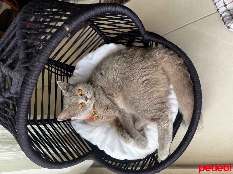 British Shorthair, Kedi  Sevdam fotoğrafı