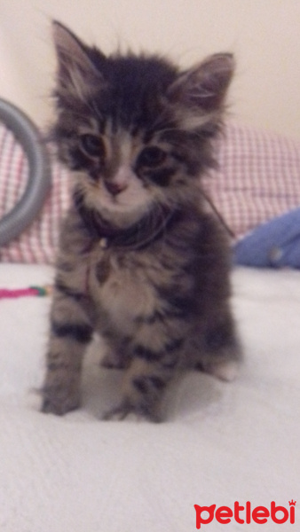 American Bobtail, Kedi  Toprak fotoğrafı