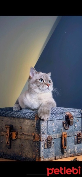 British Shorthair, Kedi  Mars fotoğrafı