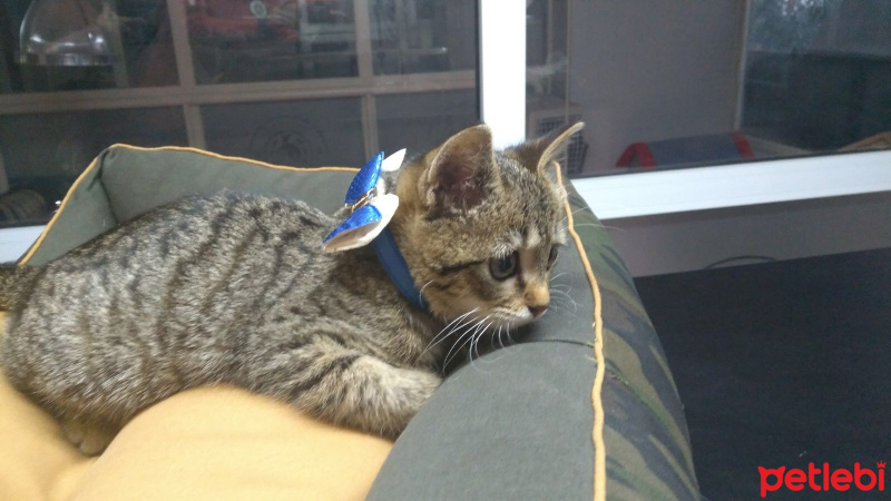 Tekir Kedi, Kedi  Yumoş fotoğrafı