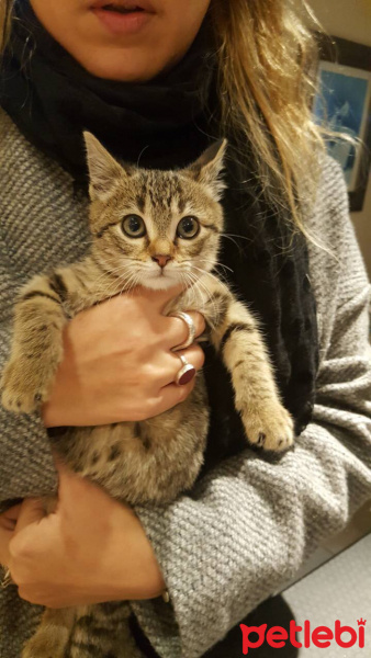 Tekir Kedi, Kedi  Yumoş fotoğrafı