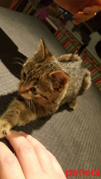 Tekir Kedi, Kedi  Yumoş fotoğrafı