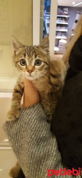 Tekir Kedi, Kedi  Yumoş fotoğrafı
