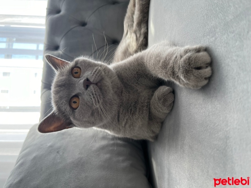 British Shorthair, Kedi  Lili fotoğrafı