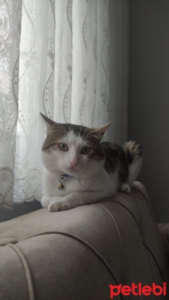 Tekir Kedi, Kedi  (ACİL) Aslan'a yeni yuva fotoğrafı