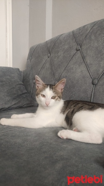 Tekir Kedi, Kedi  (ACİL) Aslan'a yeni yuva fotoğrafı