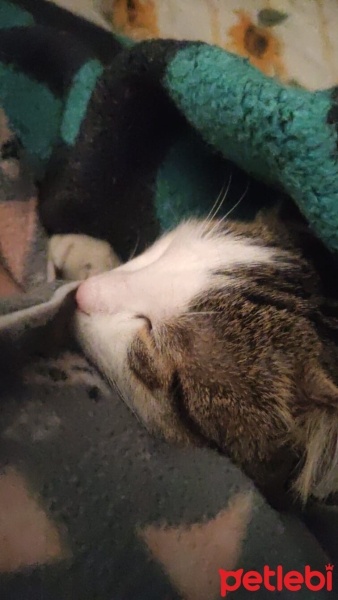 Tekir Kedi, Kedi  (ACİL) Aslan'a yeni yuva fotoğrafı