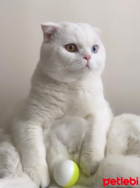 Scottish Fold, Kedi  Pamuk fotoğrafı
