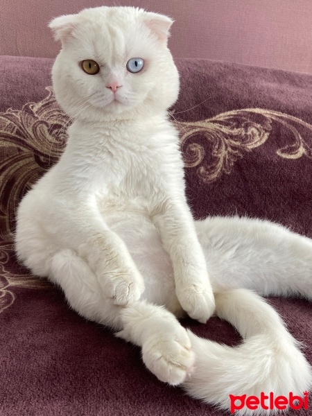 Scottish Fold, Kedi  Pamuk fotoğrafı