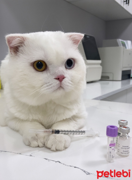 Scottish Fold, Kedi  Pamuk fotoğrafı