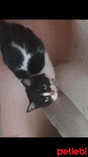 Tuxedo (Smokin) Kedi, Kedi  Leyla fotoğrafı