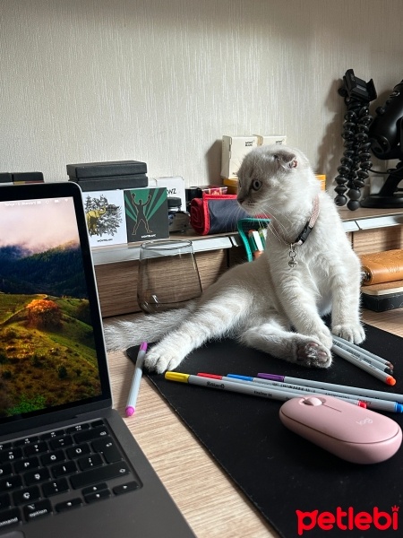 Scottish Fold, Kedi  Miyavsu Fındık fotoğrafı