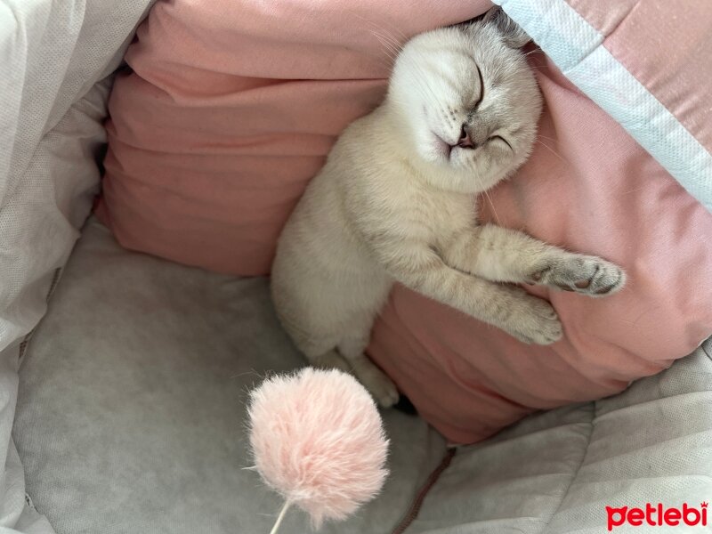 British Shorthair, Kedi  Miyav Orçun fotoğrafı