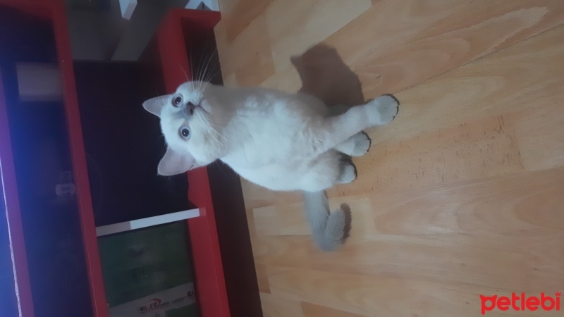 British Shorthair, Kedi  Bulut fotoğrafı