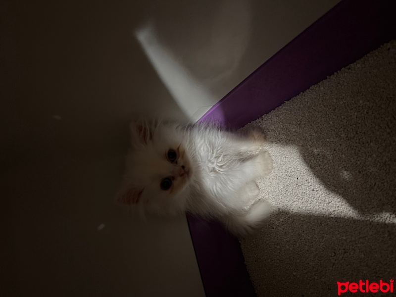 British Longhair, Kedi  Maskot fotoğrafı