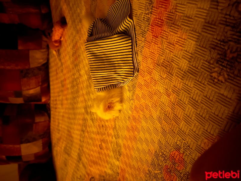 British Longhair, Kedi  Maskot fotoğrafı