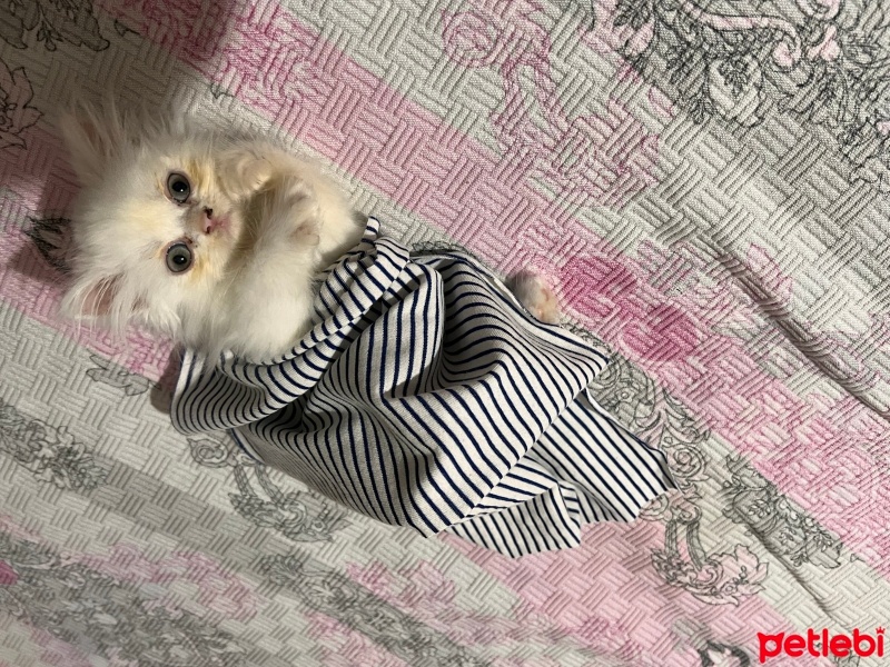 British Longhair, Kedi  Maskot fotoğrafı