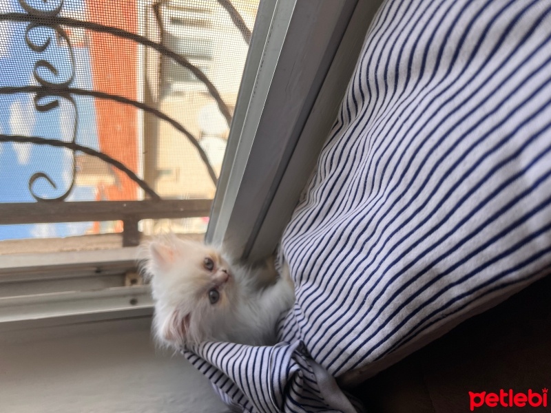 British Longhair, Kedi  Maskot fotoğrafı