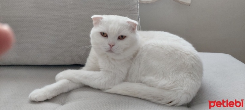 Scottish Fold, Kedi  Zeus fotoğrafı
