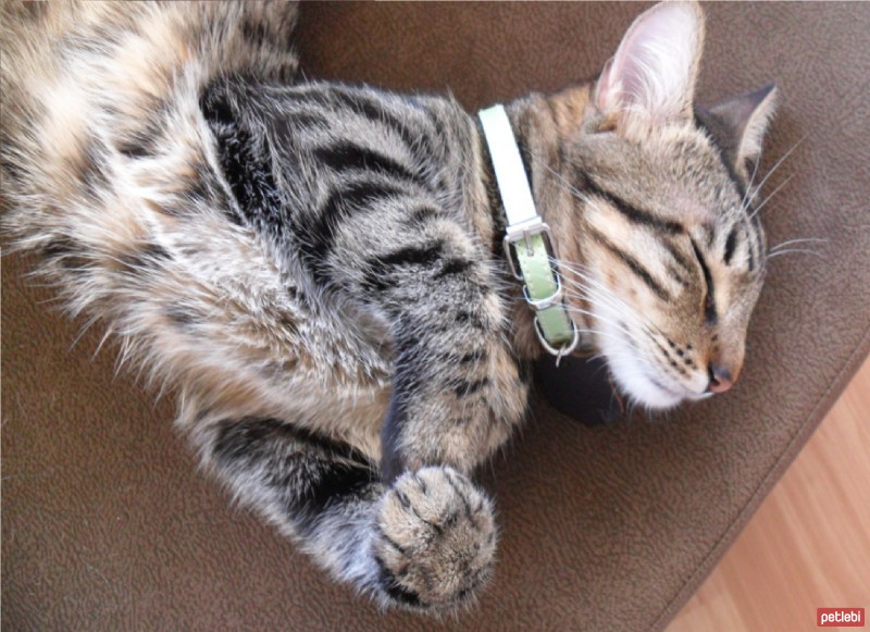 American Shorthair, Kedi  köfte fotoğrafı