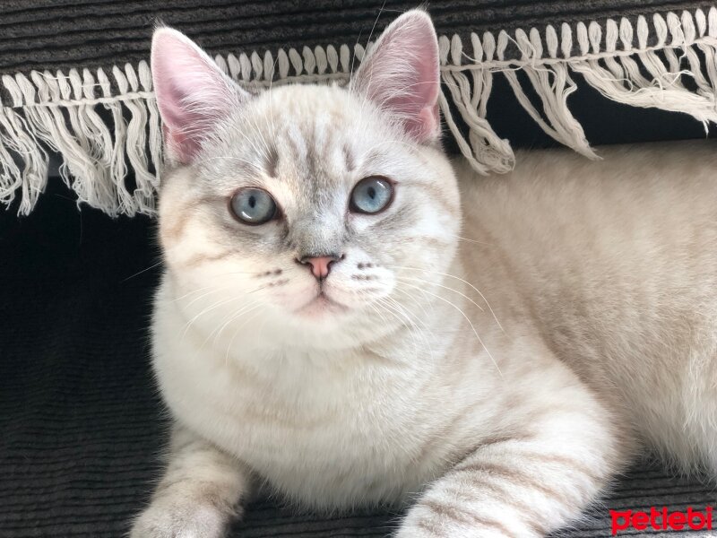 British Shorthair, Kedi  Atlas fotoğrafı