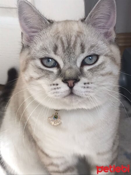 British Shorthair, Kedi  Atlas fotoğrafı