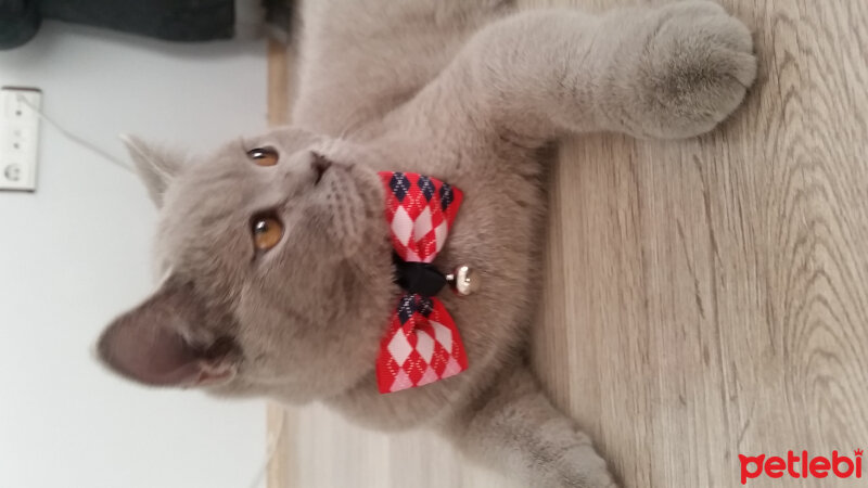 British Shorthair, Kedi  Milyon fotoğrafı