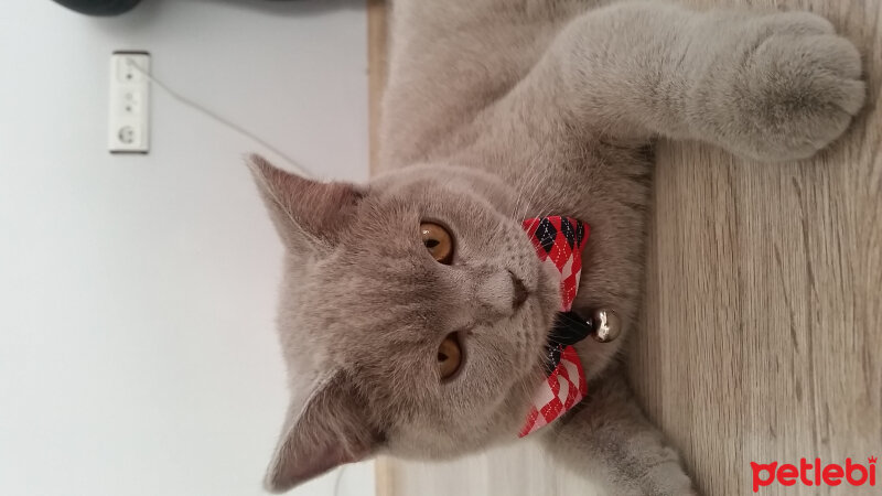 British Shorthair, Kedi  Milyon fotoğrafı