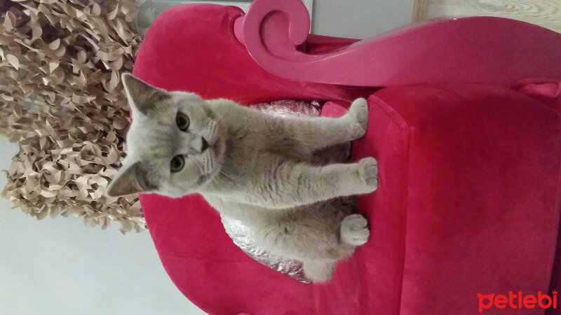 British Shorthair, Kedi  Milyon fotoğrafı