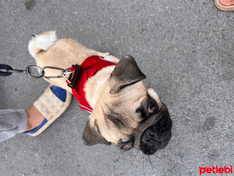 Pug, Köpek  Dayı fotoğrafı