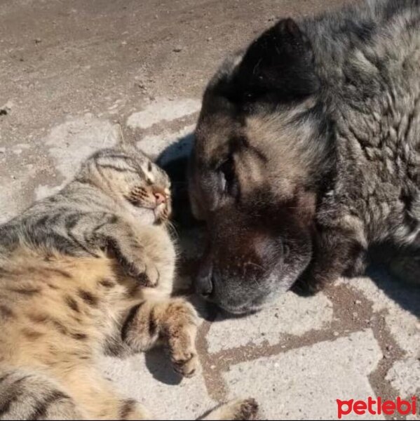 Sokö (Sokak Köpeği), Köpek  Garip fotoğrafı