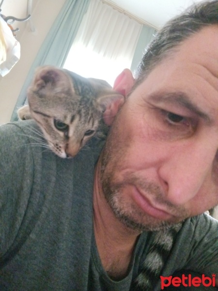 Tekir Kedi, Kedi  Tokyo fotoğrafı